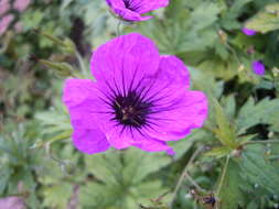 Image of Armenian crane's-bill