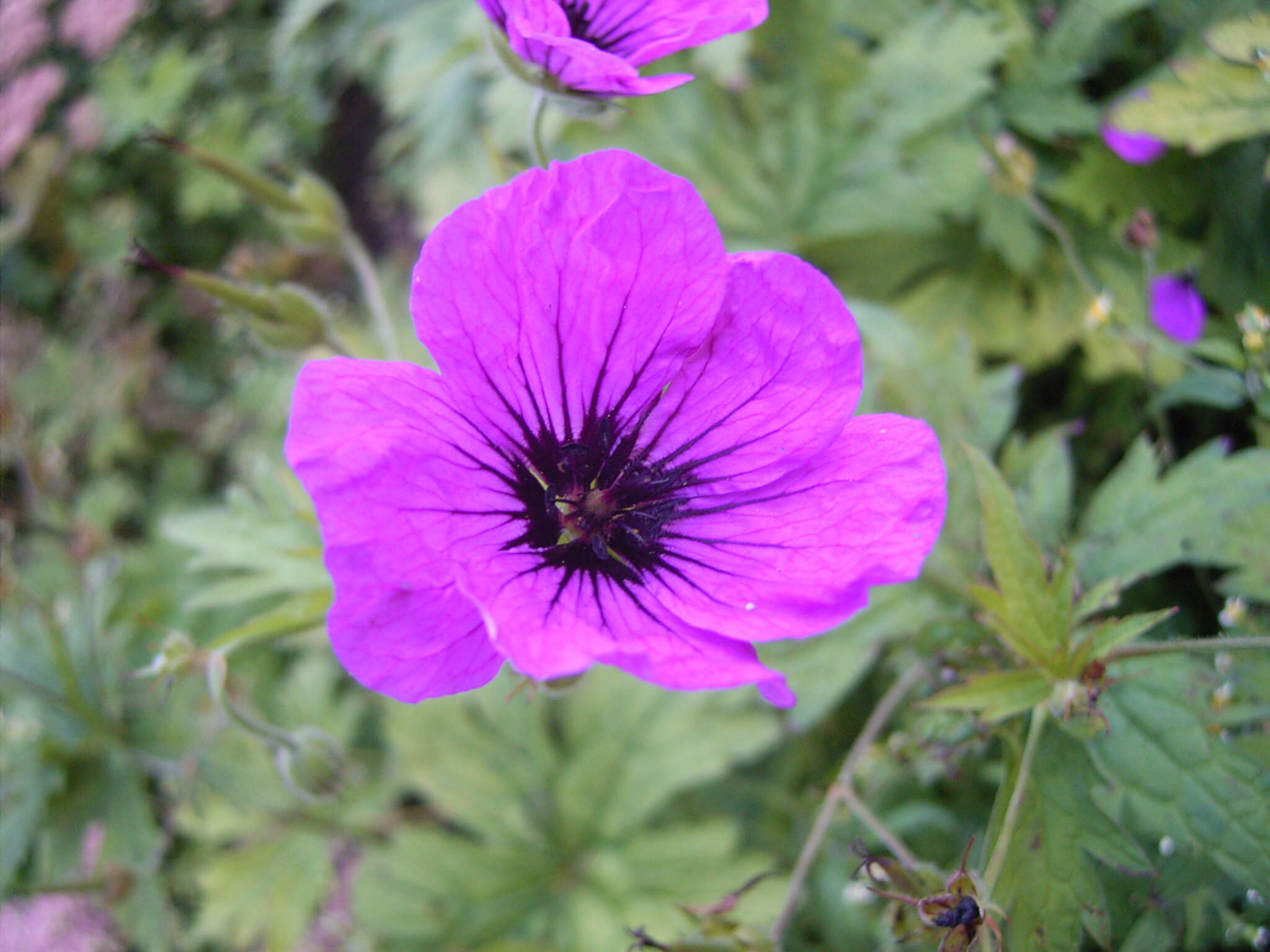 Image of Armenian crane's-bill