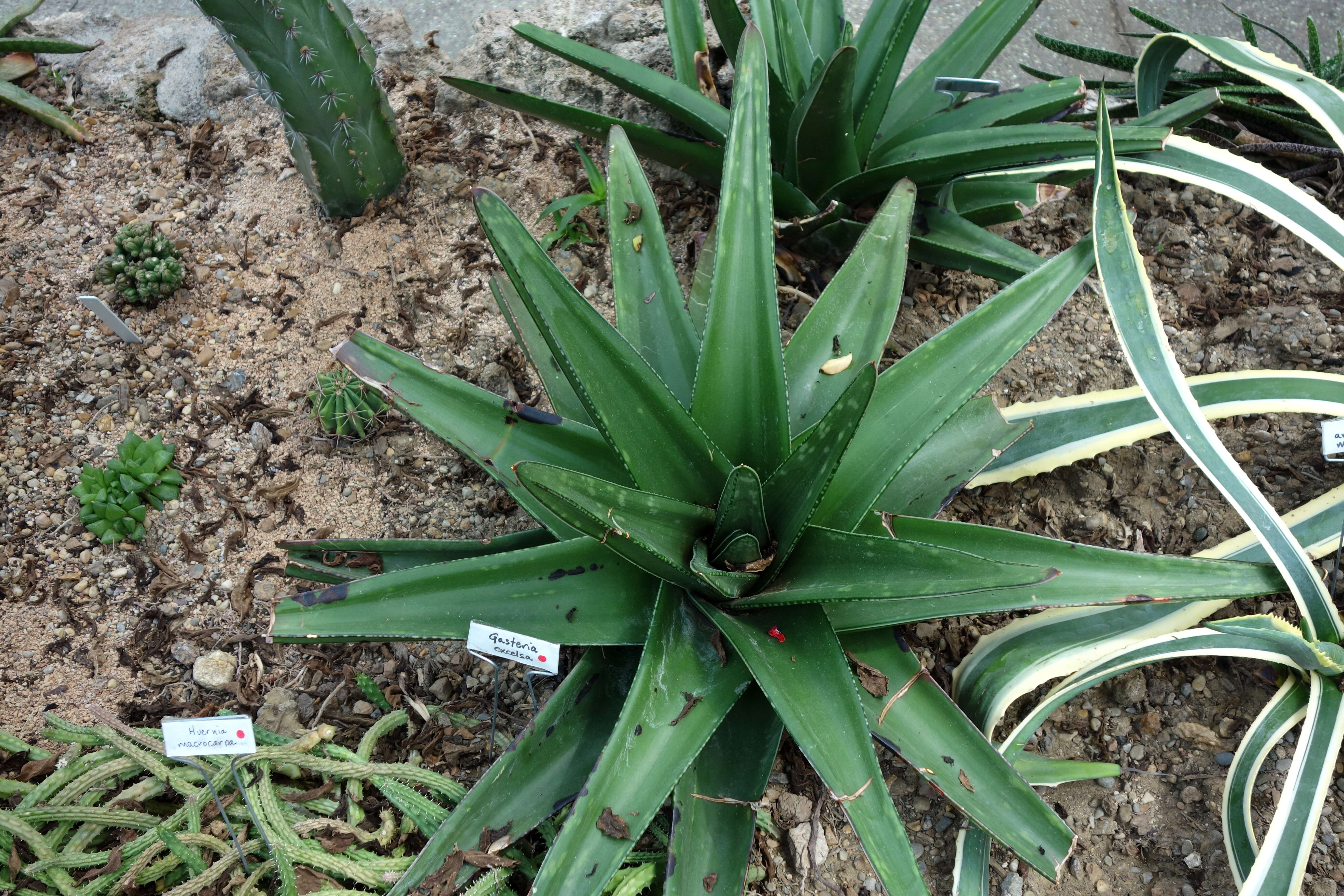 Image of Gasteria excelsa Baker