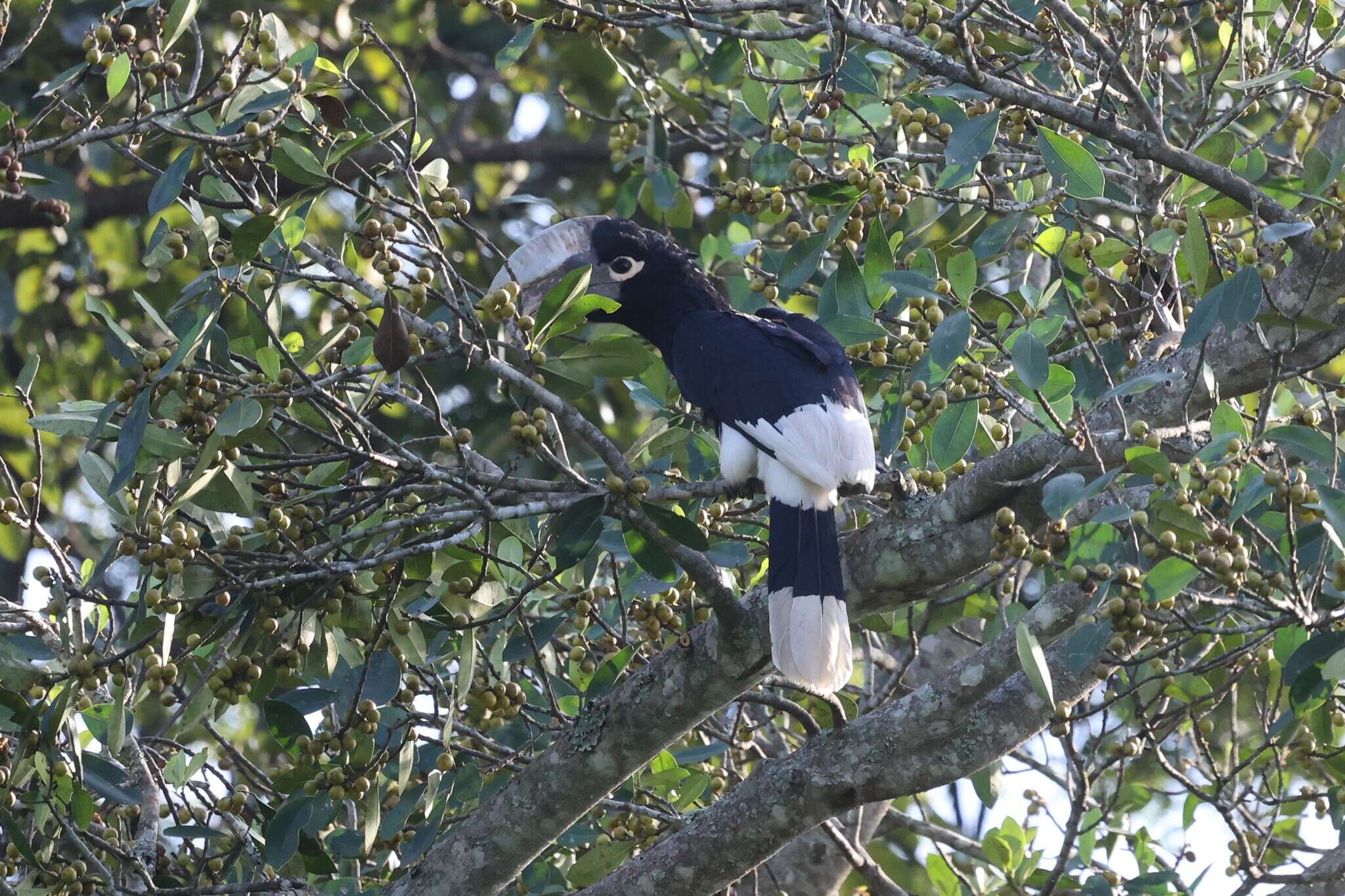 Image of White-thighed hornbill