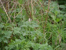 Image of Fumitory