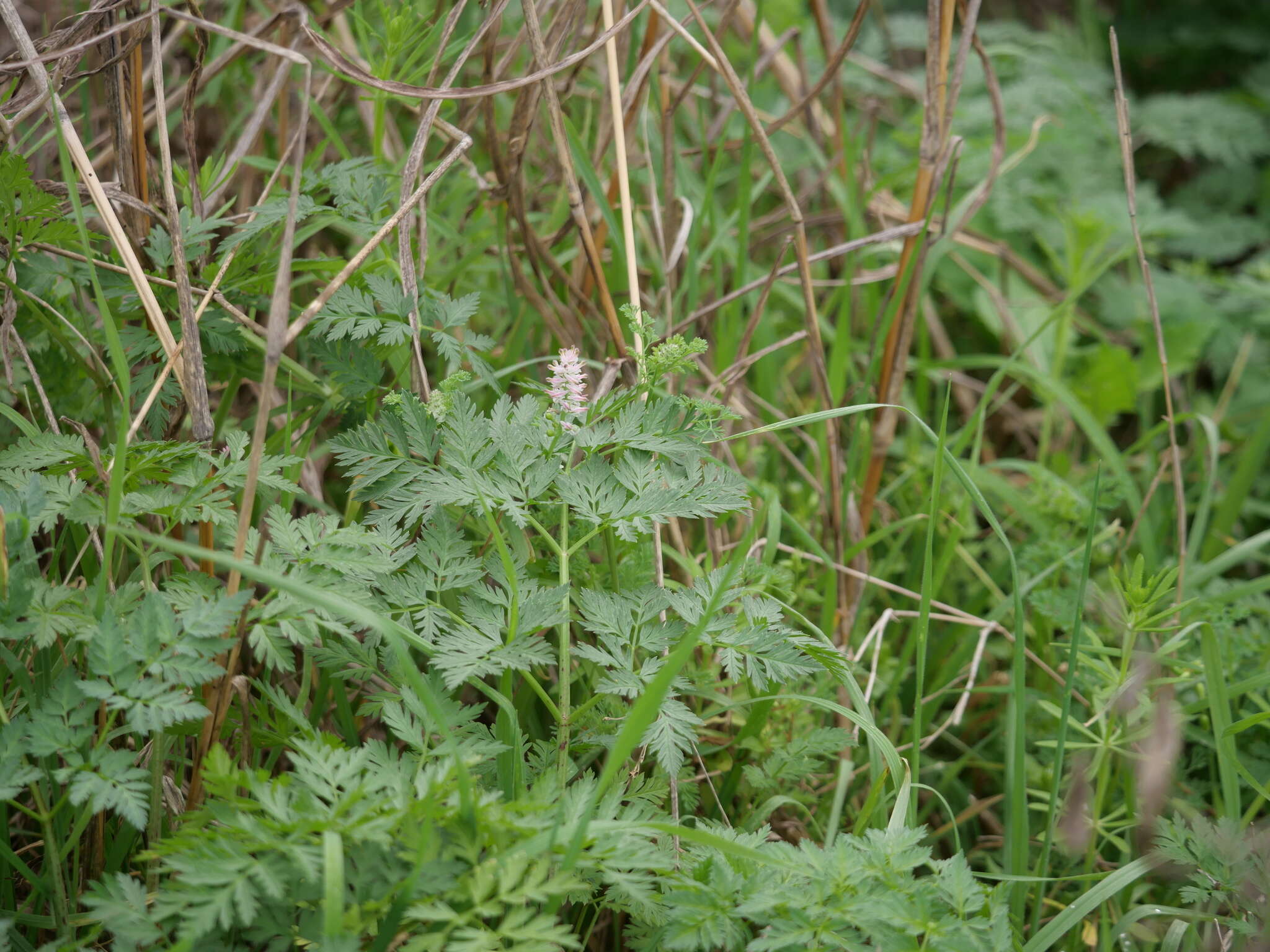 Image of Fumitory