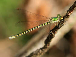 Image of Small Emerald Spreadwing