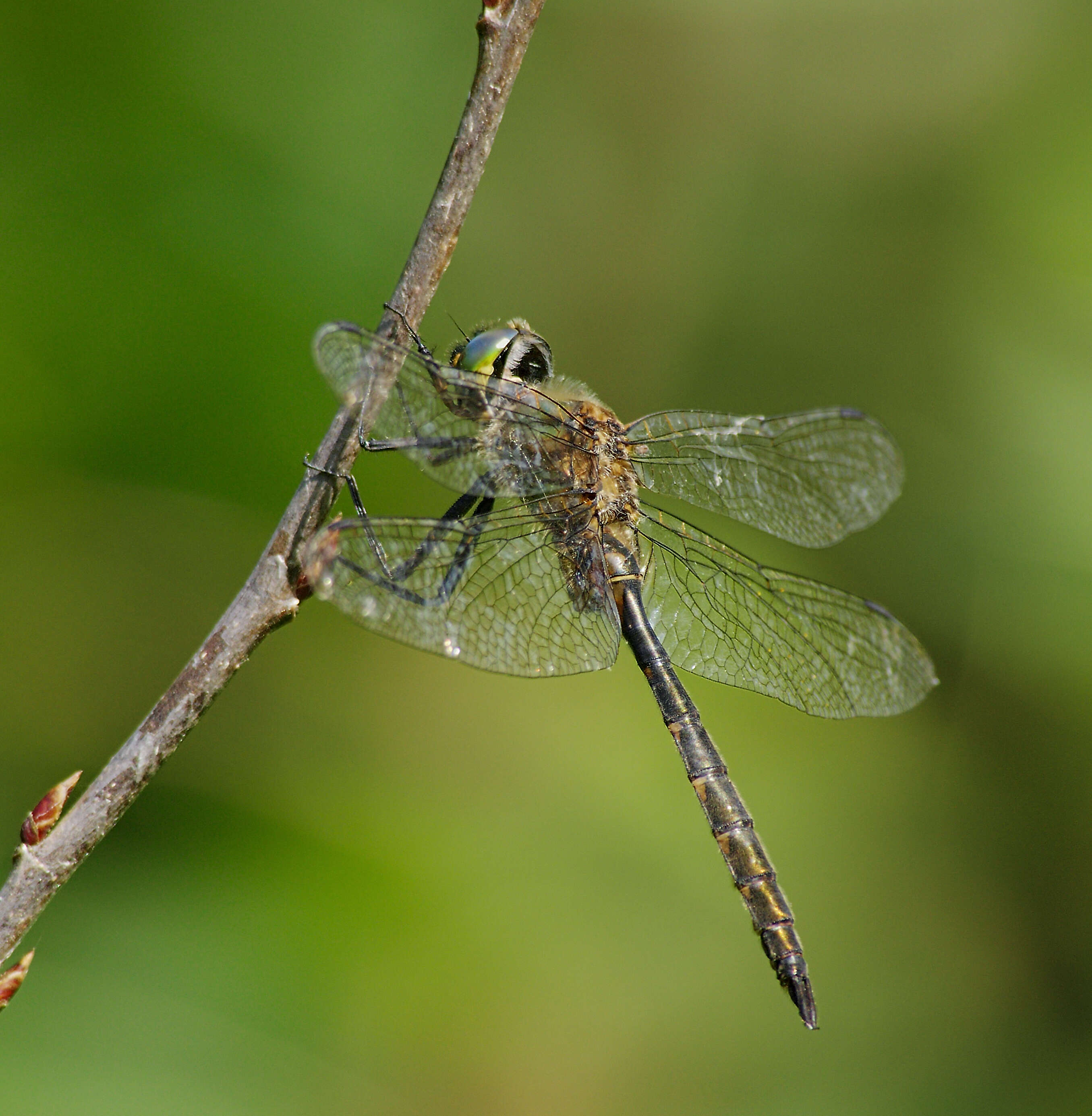 Image of Yellow-spotted Emerald