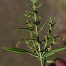Image de Ammannia multiflora Roxb.