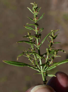 Image of manyflower redstem