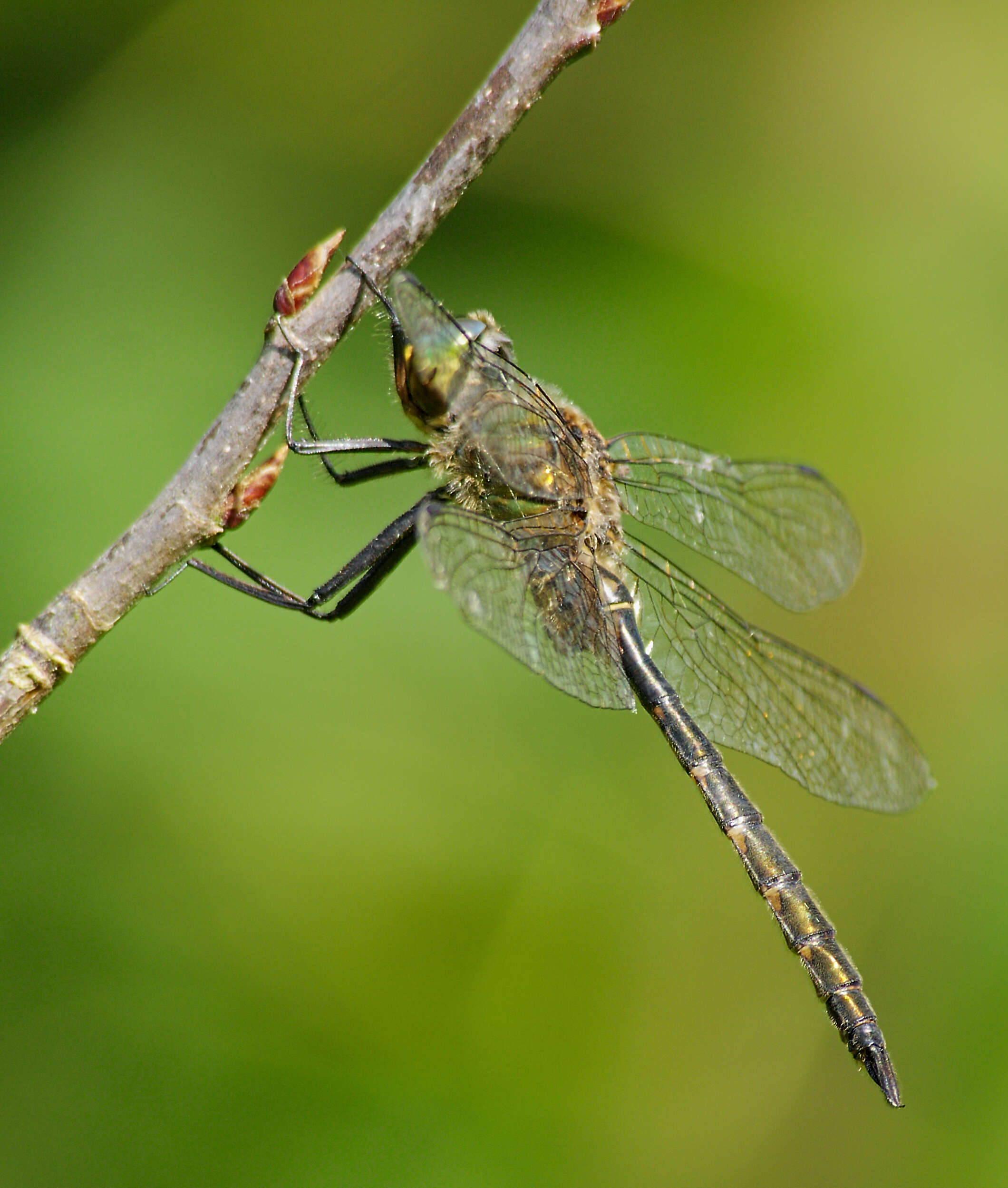 Image of Yellow-spotted Emerald