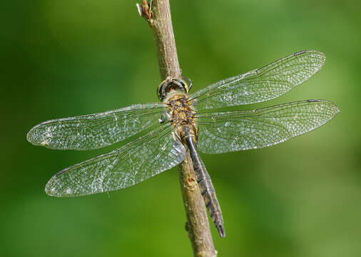 Image of Yellow-spotted Emerald