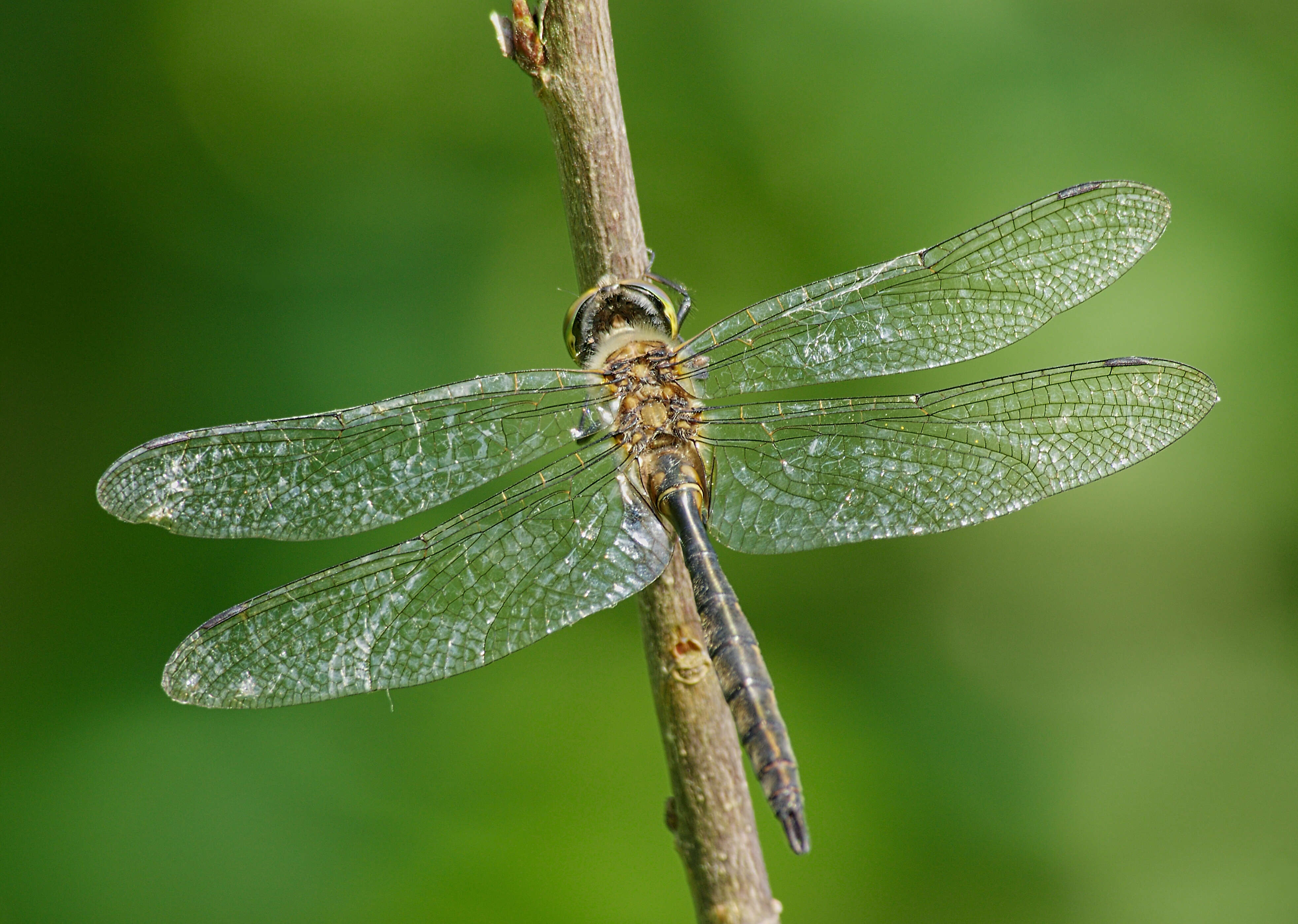 Image of Yellow-spotted Emerald