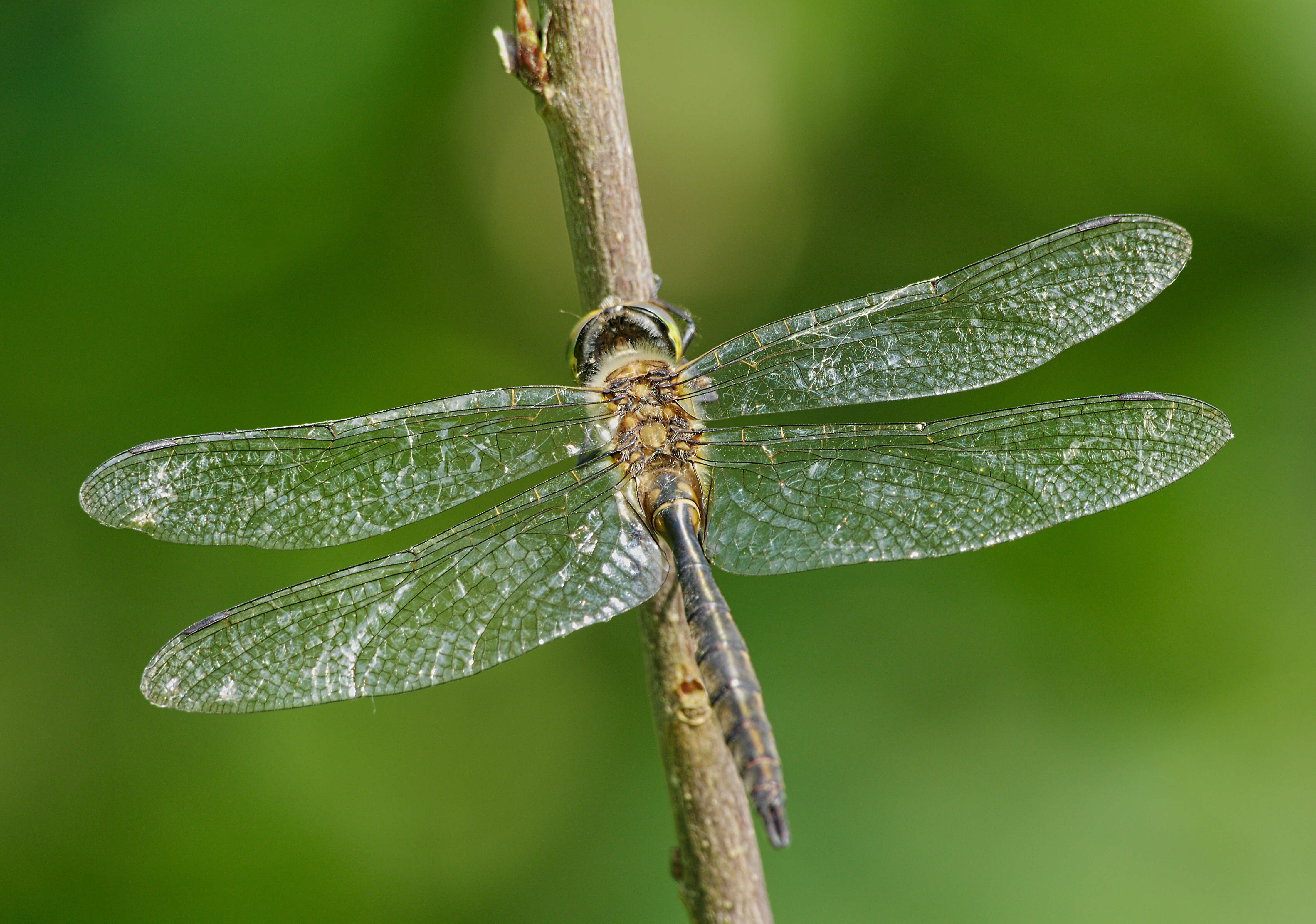 Image of Yellow-spotted Emerald