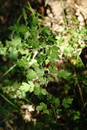 Image of Crataegus microphylla C. Koch