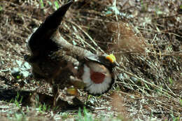 Image of Dusky Grouse