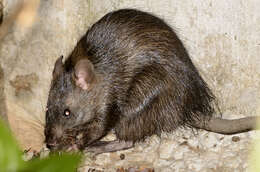 Image of Greater Bandicoot Rat