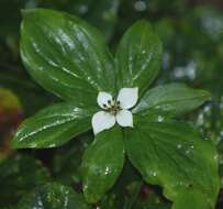 Plancia ëd Cornus canadensis L.