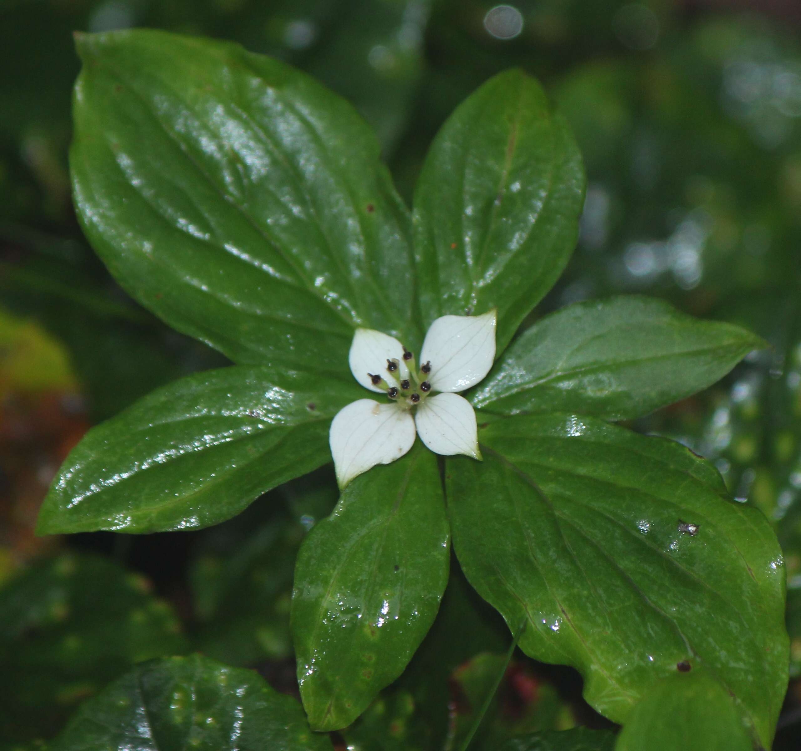 Plancia ëd Cornus canadensis L.