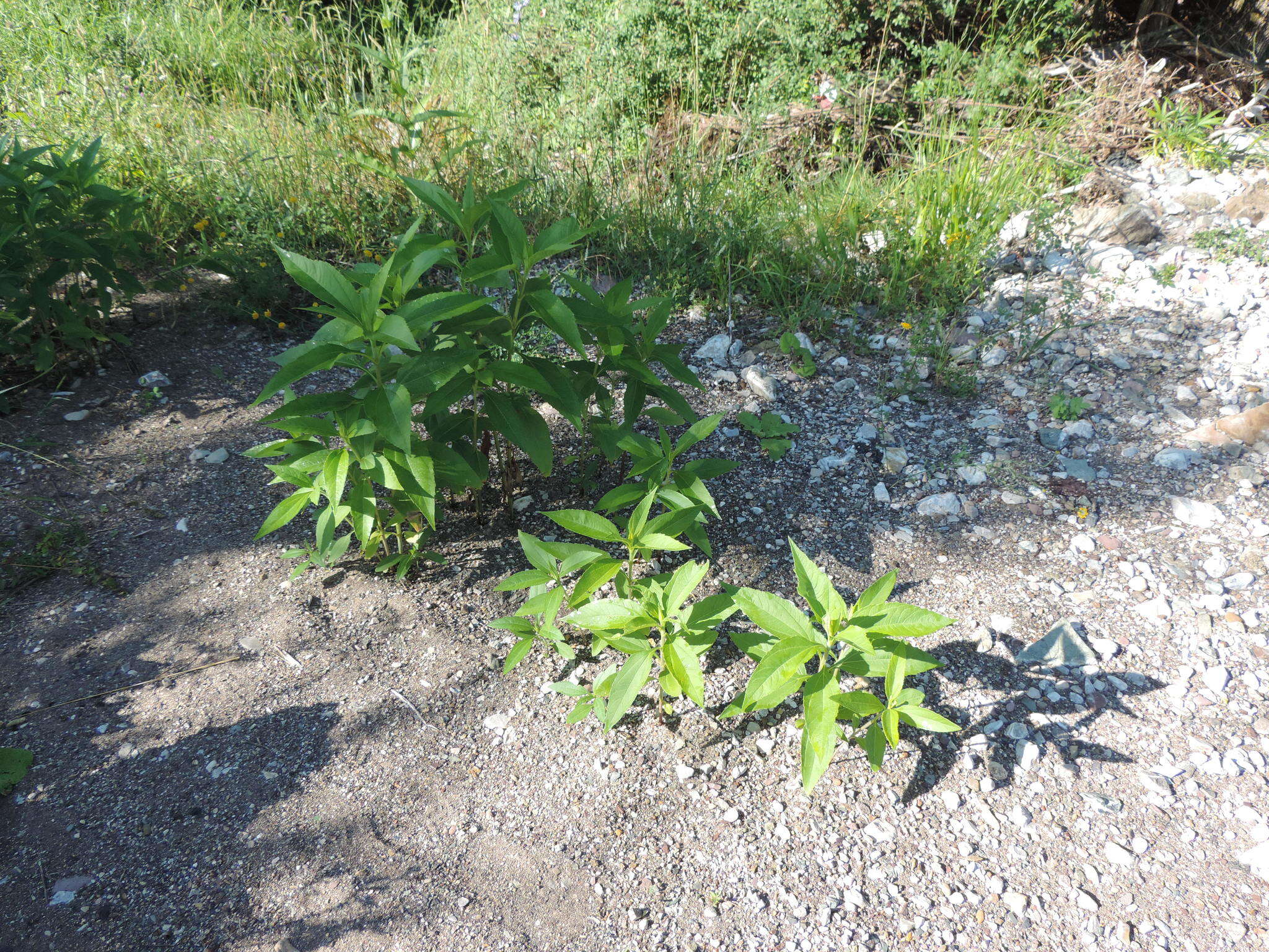 Image of cheerful sunflower