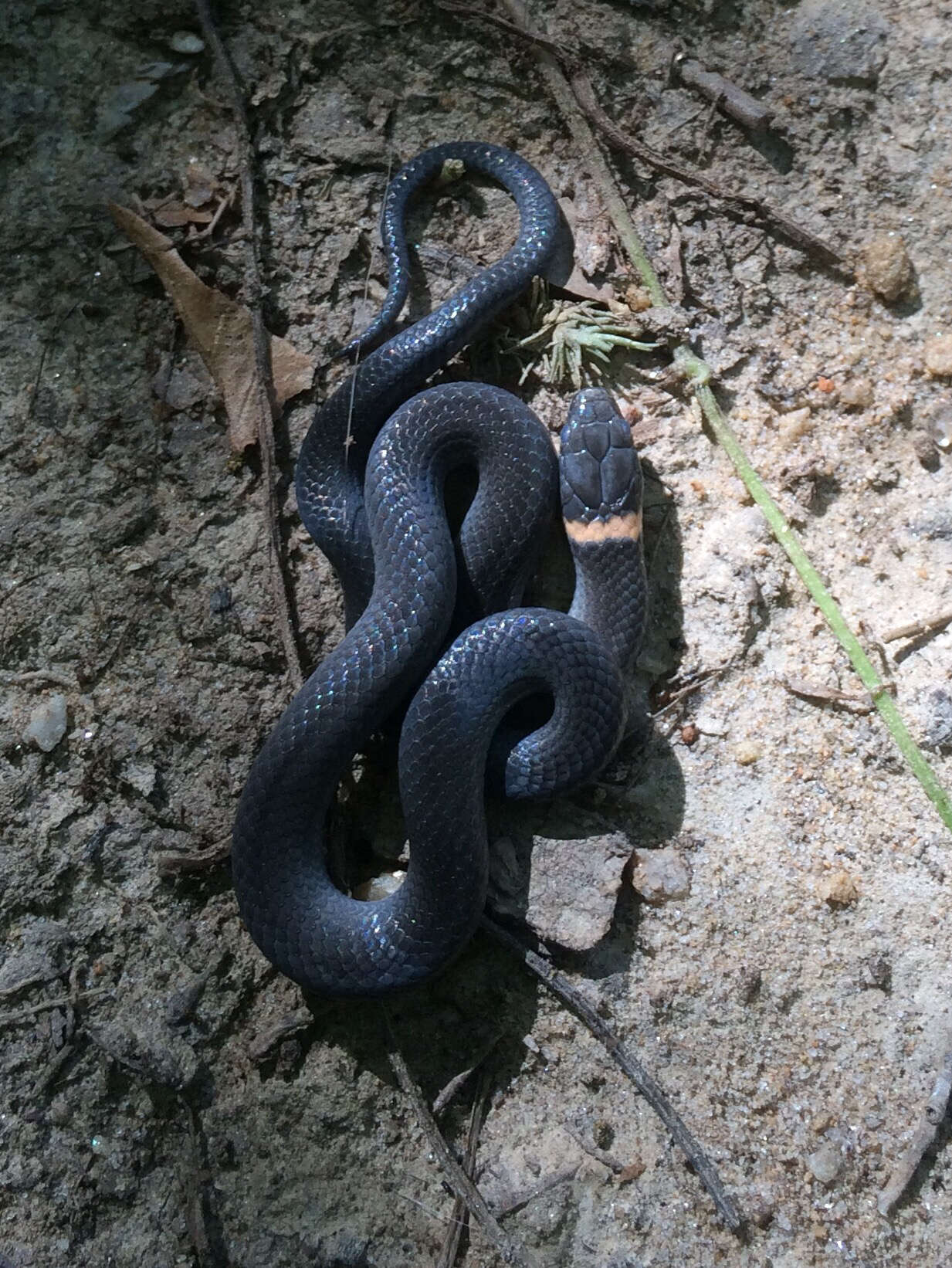 Diadophis punctatus edwardsii (Merrem 1820) resmi