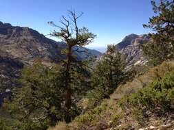 Image of Limber Pine