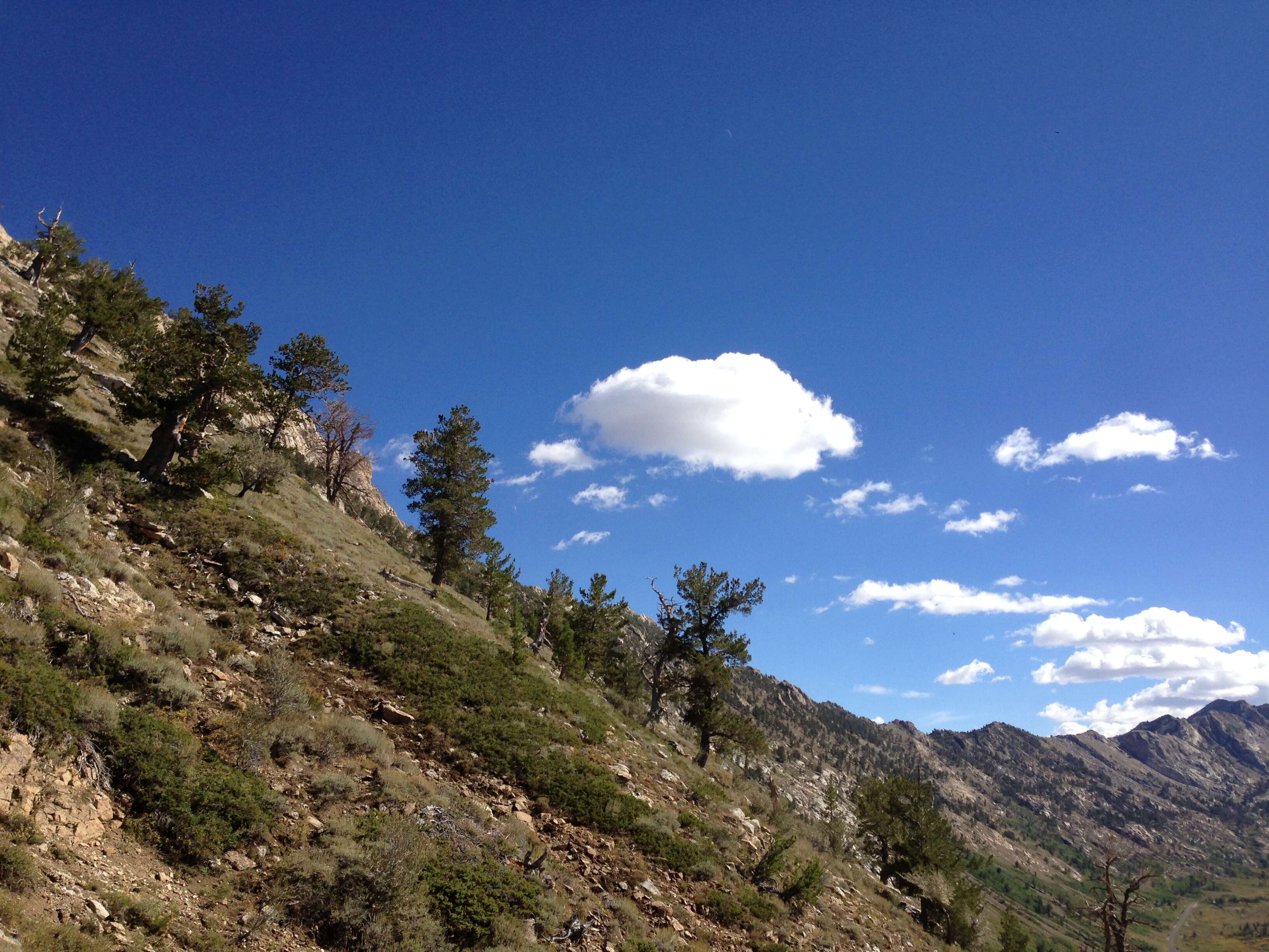 Image of Limber Pine