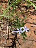 Image de Pentanisia angustifolia (Hochst.) Hochst.