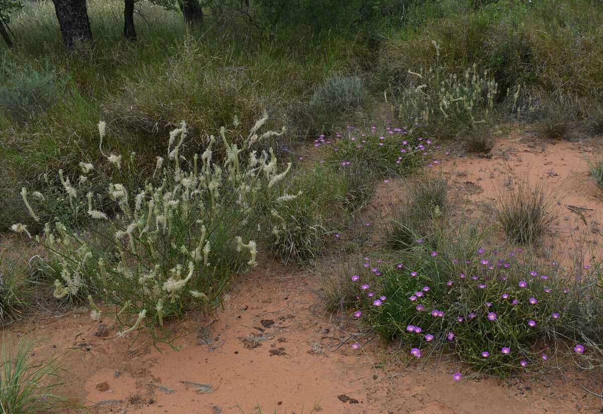 Image of Calandrinia balonensis Lindl.