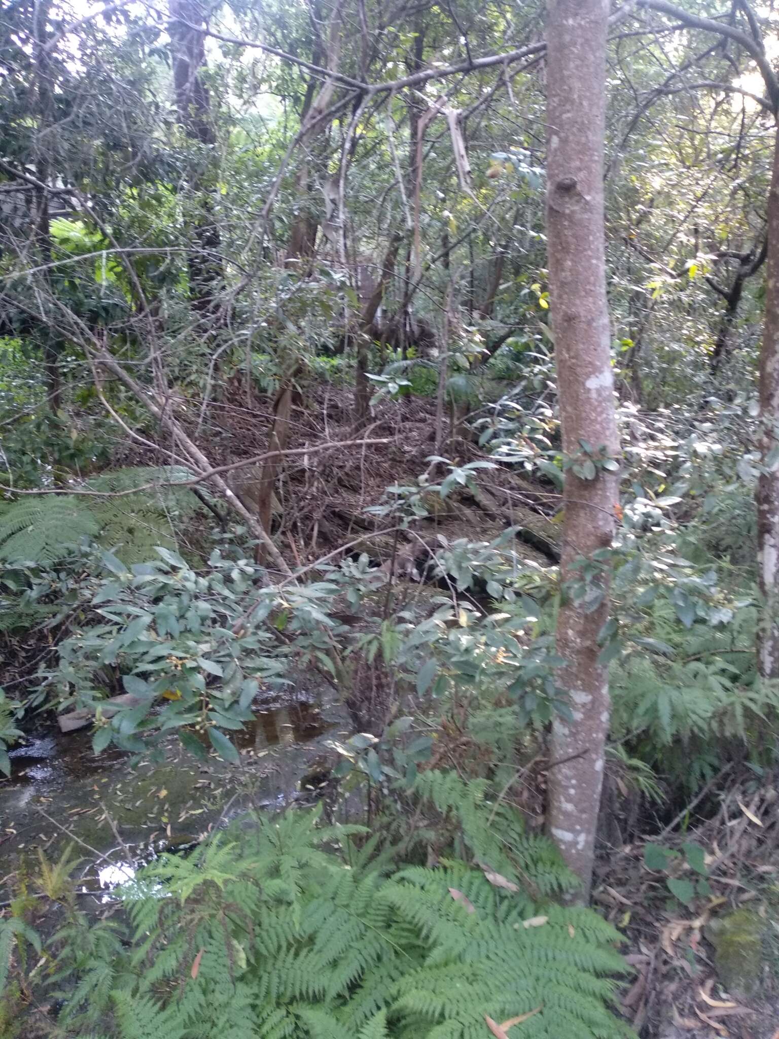 Image of black wattle