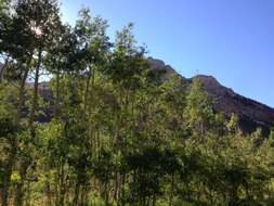 Image of quaking aspen