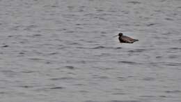 Image of Spotted Redshank