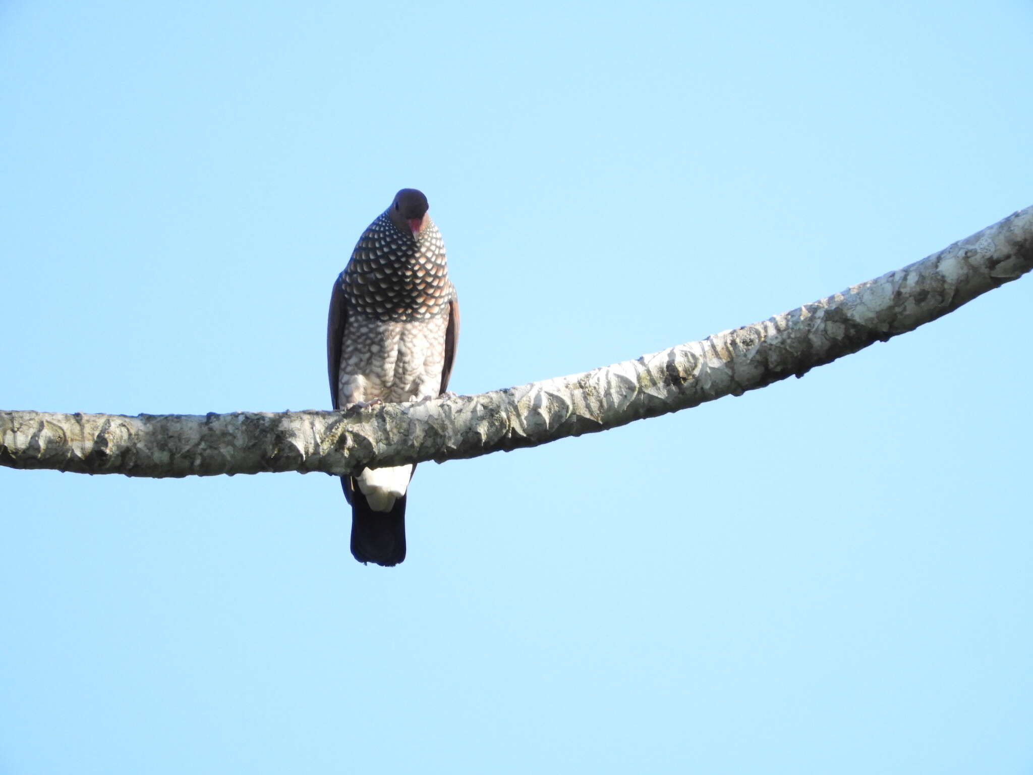 صورة Patagioenas speciosa (Gmelin & JF 1789)