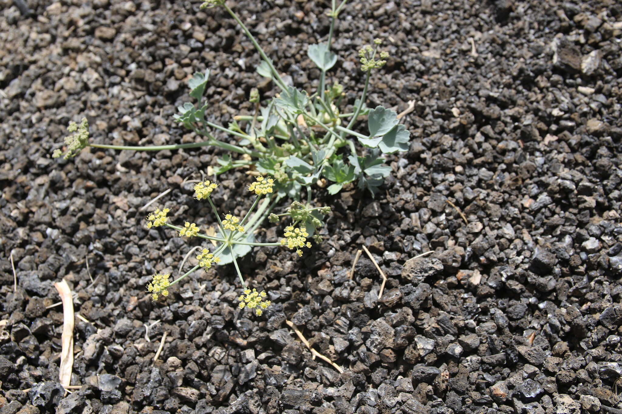 Image of Ducrosia flabellifolia Boiss.