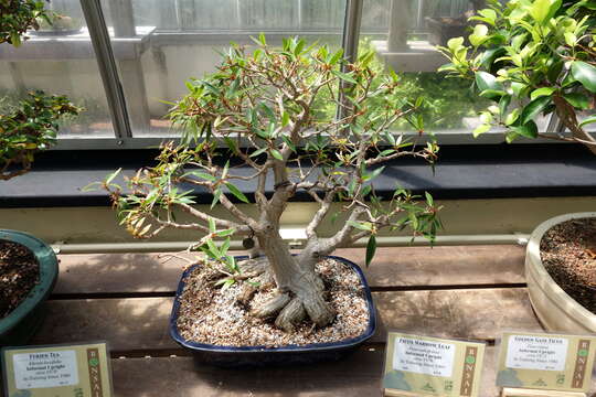 Image of Ficus cordata Thunb.