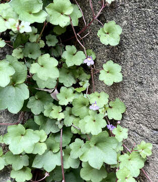 Image of Cymbalaria muralis subsp. muralis