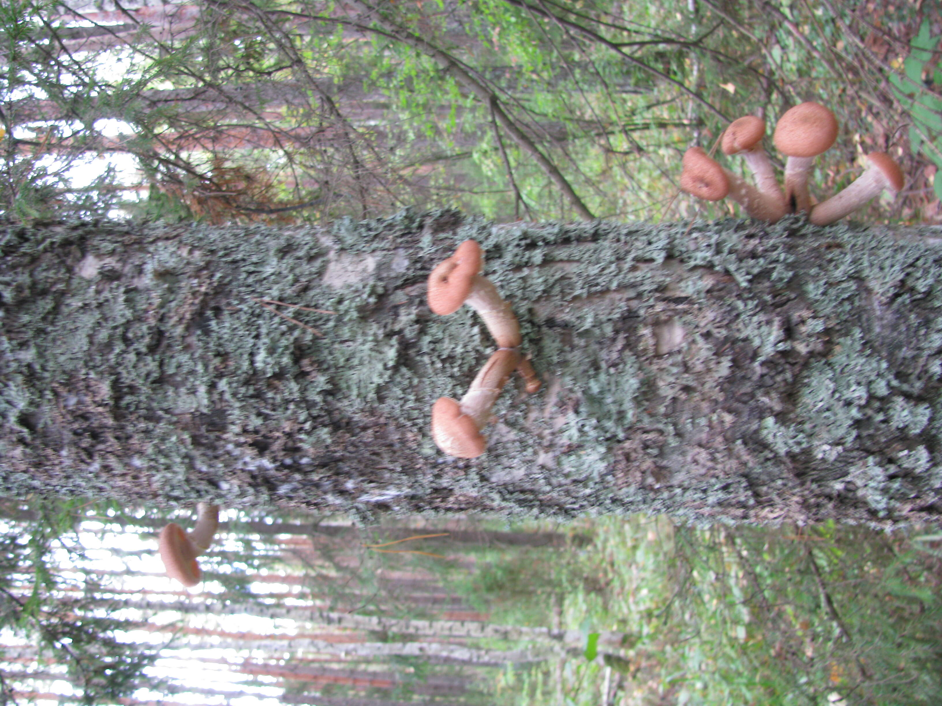 Image of Honey Fungus