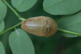 Image of Polyura hebe plautus Fruhstorfer 1898