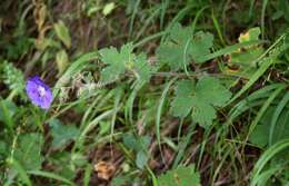 Image of Glandular Crane's-bill