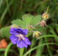 Image of Glandular Crane's-bill