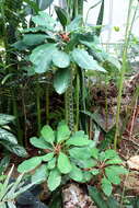 Euphorbia leuconeura Boiss. resmi