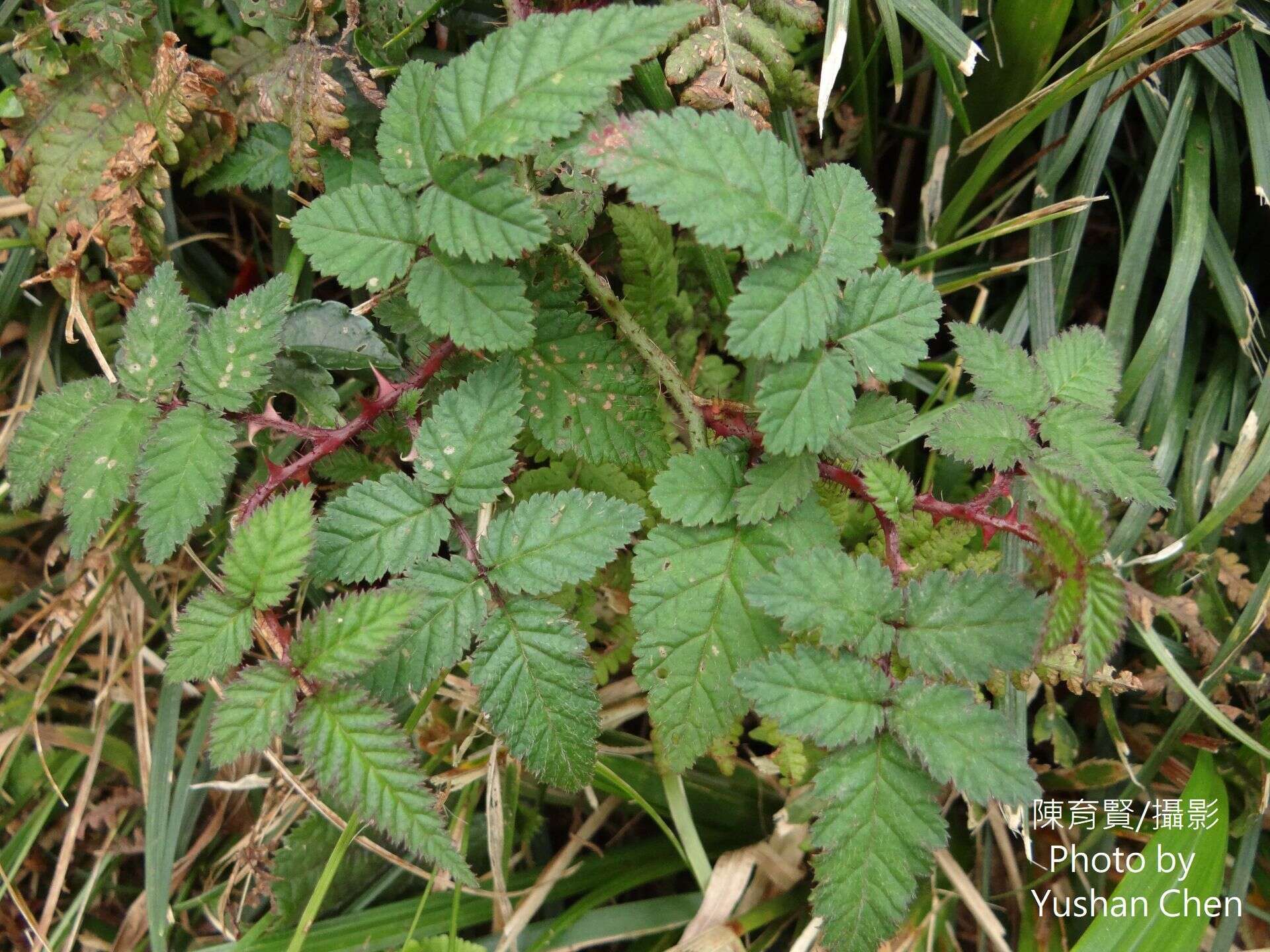 Plancia ëd Rubus sumatranus Miq.