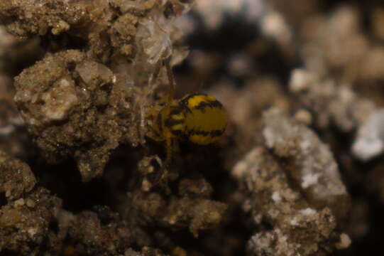 Image of Globular springtail