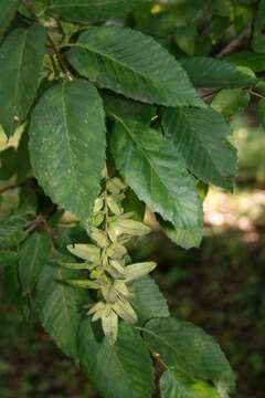 Image of European hornbeam