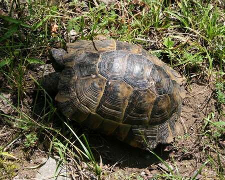 Image of Common Tortoise