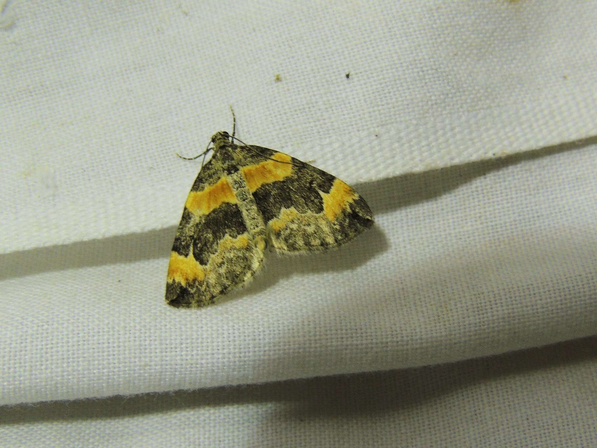 Image of Orange-barred Carpet