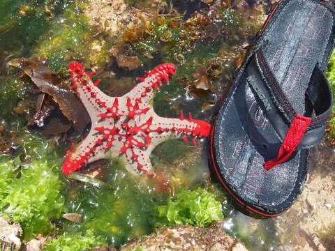 Image of African red knob sea star