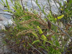 Celosia floribunda A. Gray的圖片