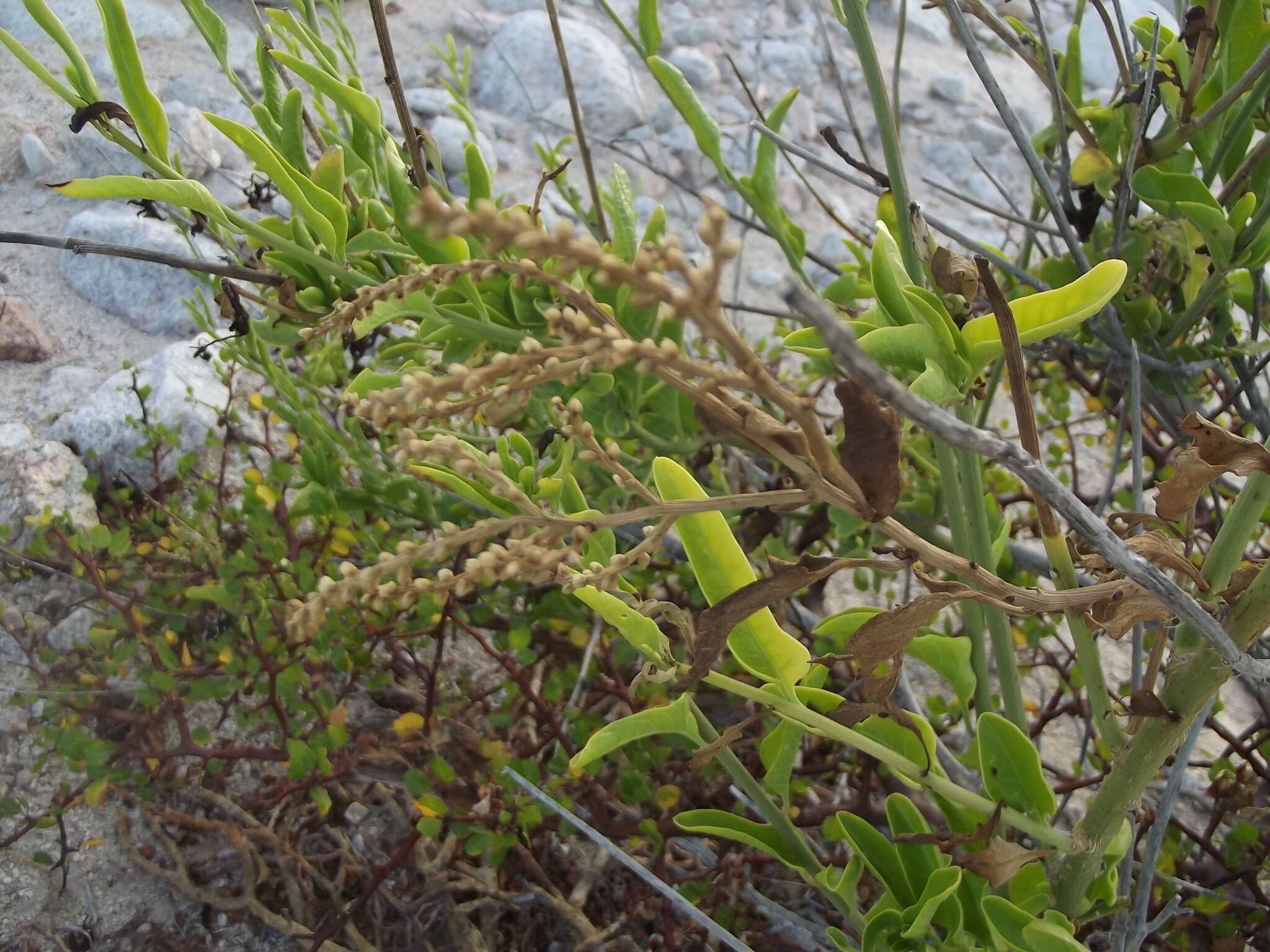 Image of Celosia floribunda A. Gray