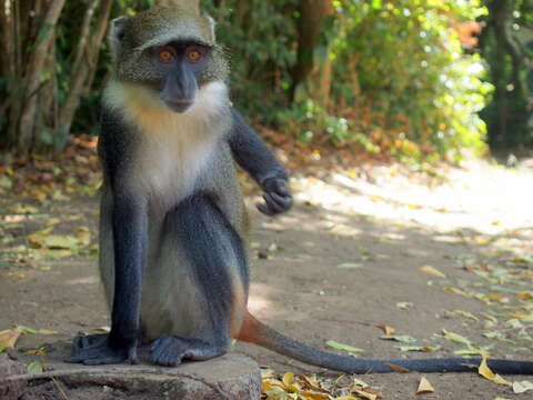 Слика од Cercopithecus mitis albogularis (Sykes 1831)