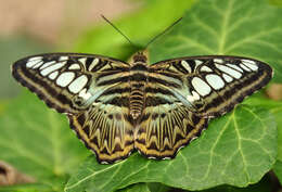 Imagem de Parthenos sylvia