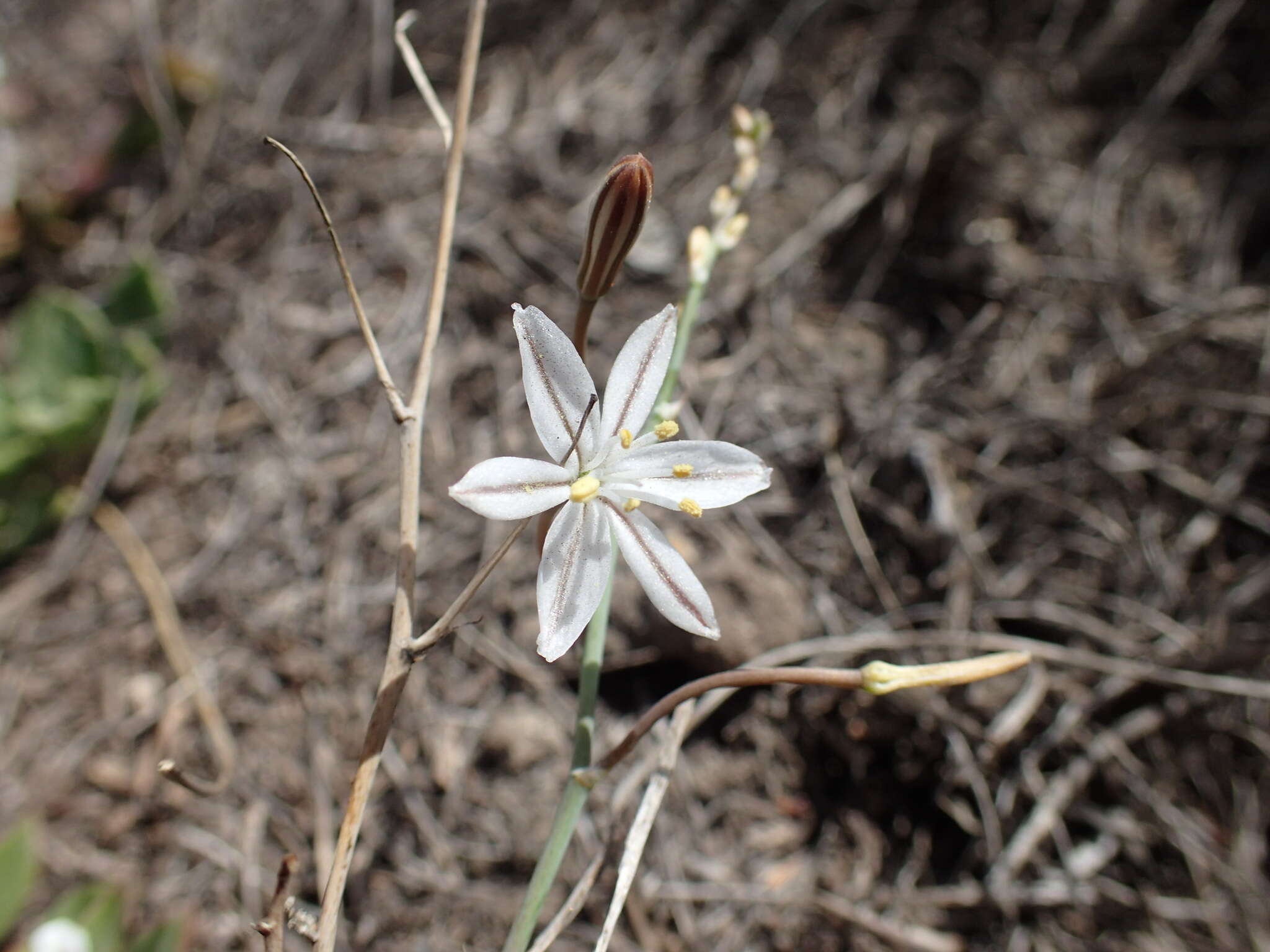 Image of Trachyandra saltii (Baker) Oberm.