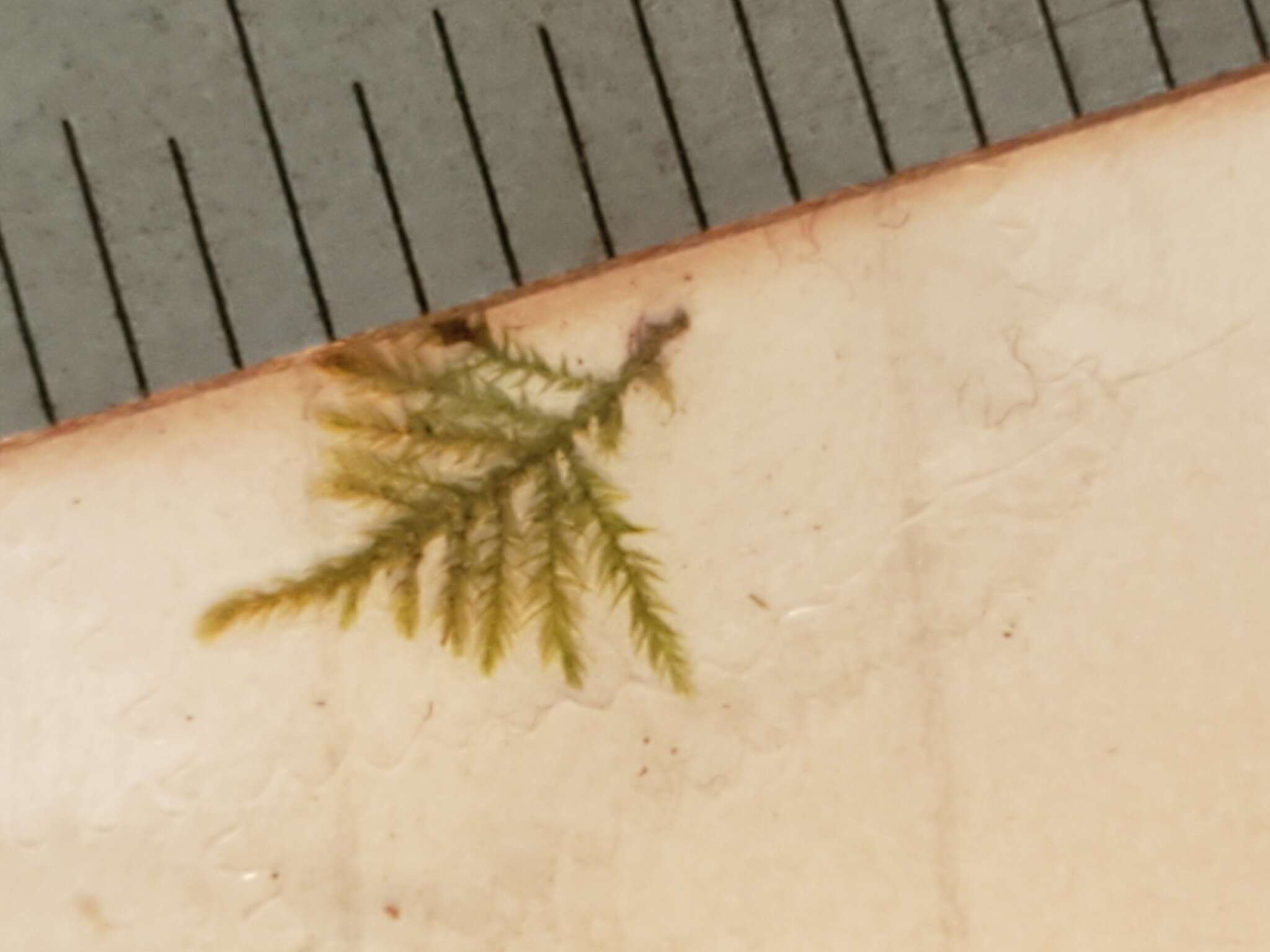 Image of Bolander's brachythecium moss