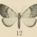 Image of Chloroclystis ericinellae Aurivillius 1910
